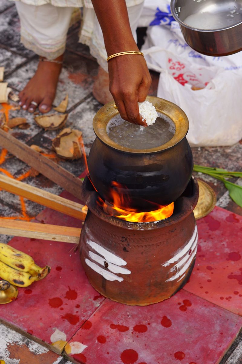 Finished Chakarai Pongal, a sweet rice and black gram pudding, served as a traditional Pongal preparation.